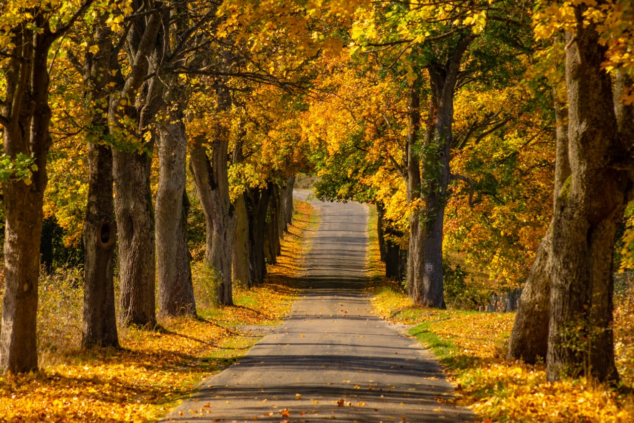 A path through the forest custom made wallpaper mural